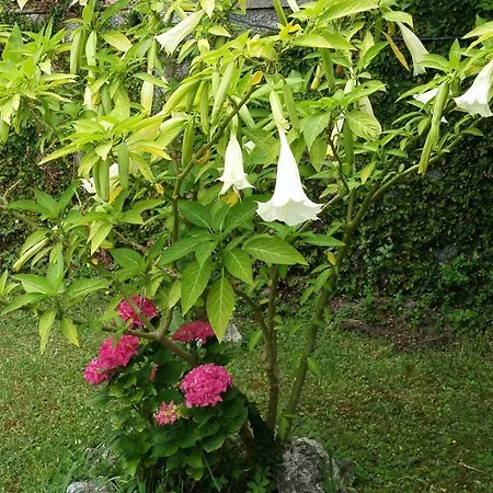 Bed & Breakfast Casa Lilli Incanto *